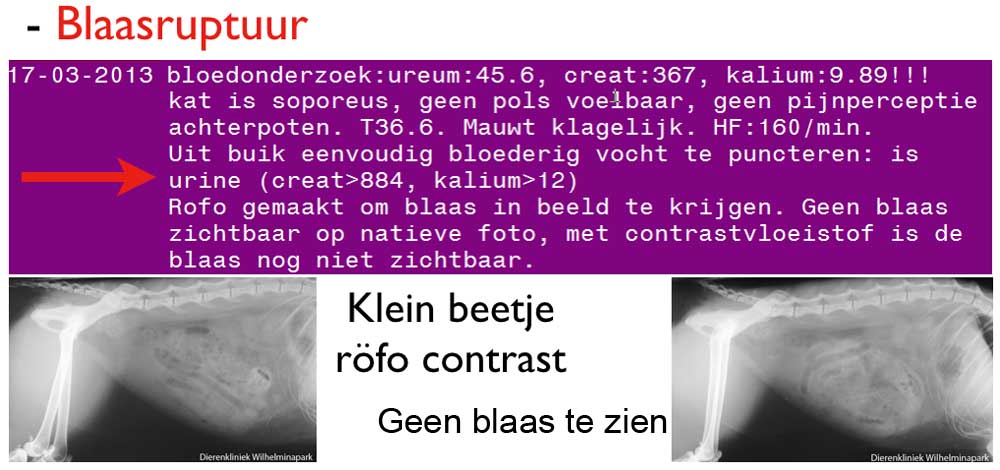 Een kat met een blaasruptuur is echt ziek